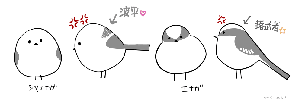 シマエナガとエナガのイラスト